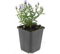 Aster dumosum 'Prof. Anton Kippenberg' - Pot de 9cm - Set de 60 plantes
