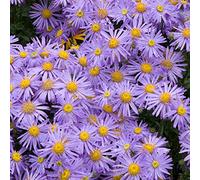 Aster Mönch - Une plante vivace, ornementale et touffue en pot