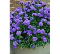 Aster nain bleu - petite merveille dans le jardin