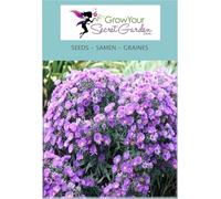 Aster novi-belgii, Marguerite d'automne - Vendangeuse - Aster grand d'automne - vivace