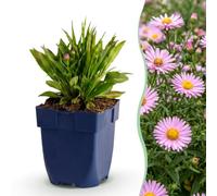 Aster Wood's Pink - Spirea paniculée - Plantes attirant les abeilles et les papillons - Rose - 12 plants - 15-25cm - Ø11cm - Plante de jardin