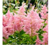Astilbe arendsii 'Erika' - Matériel racinaire - 5 pièces