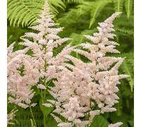 Astilbe Peach Blossom - Une vivace rustique pour l'ombre humide