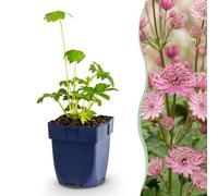 Astrantia major - Astrantia - Ombre - Blanc-rose - 6 plants - 15-25cm - Ø11cm - Plante de jardin