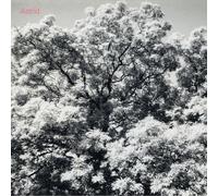 Astrid - Always Digging the Same Hole