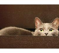 Astrid - West Lighthouse is Not So Far [Import]