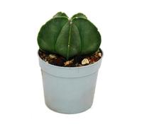 Astrophytum myriostigma NUDUM Bonnet d'évêque nu dans pot de 6,5 cm Rarité parmi les cactus
