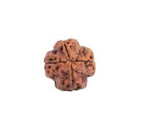 Astrotalk Nepal Origin 4 Mukhi Rudraksha - Améliorez la créativité et le développement intellectuel, la clarté, la confiance et l'expression de soi - Perles de Rudraksha sacrées pour homme et femme