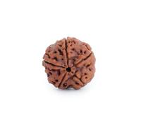 Astrotalk Népal Origin 5 Mukhi Rudraksha | Augmentez la croissance spirituelle et la paix intérieure, la clarté, la protection et le bien-être, perle sacrée Rudraksha pour hommes et femmes, X-Small