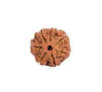 Astrotalk Nepal Origin 7 Mukhi Rudraksha | Attire la richesse et la prospérité | Stabilité financière, paix et croissance spirituelle | Perle Rudraksha sacrée pour homme et femme, X-Small, Bois, Pas