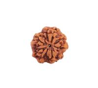 Astrotalk Népal Origin Nirakar Rudraksha (0 Mukhi) | Perle rare Mukhi zéro | Représente le Seigneur Shiva sans forme | Perle Rudraksha sacrée pour homme et femme, One Size, Rudraksha, Pas de pierre
