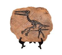 Asukohu Dinosaures résines fossiles dinosaures modèle squelette crâne statue os répliques pour bureau bibliothèque affichage ornement