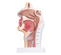 Asyduey Anatomique Humaine Anatomie de la Gorge de la Cavité Nasale Modèle pour L'Affichage Des Études en e Sciences Modèle D'Enseignement