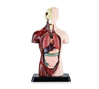 Asyduey Modèle de Corps Humain avec 7 Modèles D'Organes Amovibles, Modèle Éducatif D'Anatomie D'Organe pour L'Apprentissage des Sciences Biologiques