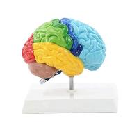 Asyduey Modèle de Corps Humain de L'Hémisphère Droit Du Cerveau Modèle de Corps Humain de L'Hémisphère Droit Du Cerveau PVC 1:1 pour le Modèle D'Assemblage D'Étude D'Enseignement Aux Étudiants