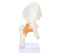 ATIJAA Modèle humain d'anatomie de l'articulation de la hanche modèle 1:1 squelette avec ligaments flexibles et repères osseux pour massage physiothérapie affichage anatomie modèle