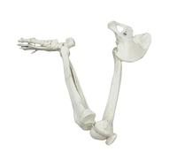 ATIJAA Modèle Humain Modèle de Squelette de Jambe Adulte, modèle d'articulation, modèle de Membre inférieur détachable Modèle d'anatomie