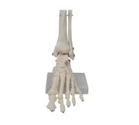 ATJOGWIN Modèle d'Articulation Osseuse du Pied Humain, modèle d'anatomie Grandeur Nature du Pied Droit et de la Cheville