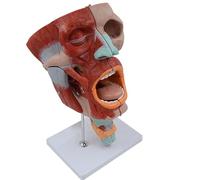 ATJSXWIN 2X Modèle d'Anatomie des Muscles Faciaux, Oral, Nez, Gorge, Modèle de Muscle de la Tête, 10 Parties