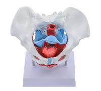 ATJSXWIN 4 Parties Féminin Bassin Modèle avec Pelvien Plancher Muscle Périnéal Modèle, Modèle Pelvien de Muscle du Plancher Pelvien Grandeur Nature, détachable