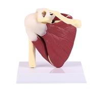 ATJSXWIN Articulation de l'Épaule avec Musculaire Modèle, Grandeur Nature 1:1 modèle d'Anatomie de l'Épaule avec Ligaments et Nerfs