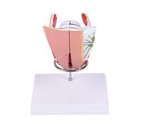 ATJSXWIN Féminins Génitaux Organes Anatomique Modèle, 4 Parties Grandeur Nature Modèle de Système Reproducteur Féminin avec Support