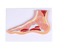 ATJSXWIN Humaine Articulation Coupe Transversale Anatomique Modèle, Grandeur Nature Épaule/Genou/Coude/Main/Pied Structurelle Morphologie Profil modèle(Foot)