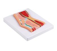 ATJSXWIN Humaine Articulation Coupe Transversale Anatomique Modèle, Grandeur Nature Épaule/Genou/Coude/Main/Pied Structurelle Morphologie Profil modèle(Knee)