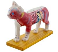 ATJSXWIN Modèle d'Anatomie de Chat avec 36 Points de Moxibustion d'Acupuncture, modèle d'Anatomie Animale pour l'enseignement Vétérinaire