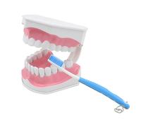 ATJSXWIN Modèle De Dent 2X, Modèle Dentaire Oral D'enseignement du Brossage, Modèle Dentaire Buccal, Dents Inférieures Amovibles, avec Brosse à Dents