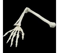 ATJSXWIN Modèle D'Os De Bras/Jambe Humain Complet Mobile 1:1, modèle D'os De Membre Supérieur/Inférieur Grandeur Nature, os De Main/Pied Entièrement Articulé(Upper Limbs)