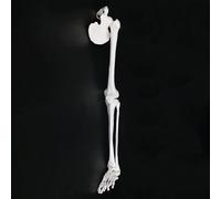 ATJSXWIN Modèle D'Os De Bras/Jambe Humain Complet Mobile 1:1, modèle D'os De Membre Supérieur/Inférieur Grandeur Nature, os De Main/Pied Entièrement Articulé(Lower Limbs)