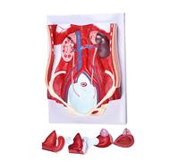 ATJSXWIN Système Urinaire Humain Grandeur Nature avec Modèle de Cavité Rétropéritonéale, Rein Détachable, Vessie Interchangeable pour Hommes et Femmes, 6 Parties, 42×30×13cm