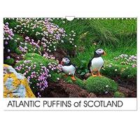 ATLANTIC PUFFINS OF SCOTLAND (Wall Calendar 2026 DIN A4 landscape), CALVENDO 12 Month Wall Calendar: Puffins Calendar