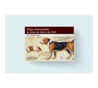 Atlas d'anatomie du chien du chat et des nac les fondamentaux Thomas O. McCracken (Commentaire), Robert A. Kainer (Auteur), David Carlson (Illustration)