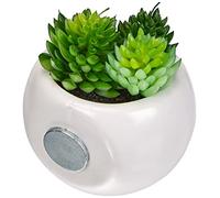 EDM Plante grasse avec aimant 114759 6 cm Multicolore