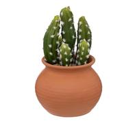 Atmosphera - Cactus en Pot Alicante Terracotta H16,5cm - Modèle a