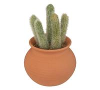 Atmosphera - Cactus en Pot Alicante Terracotta H16,5cm - Modèle b