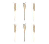 Atmosphera Créateur d'intérieur - Lot de 6 Fleurs Séchées Pampa 66cm Naturel