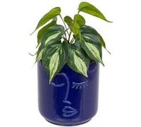 Atmosphera Créateur d'intérieur - Plante Artificielle en Pot "Soleya" 30cm Bleu Bleu G