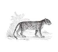 Atmosphera Créateur d'intérieur - Sticker Plat Mural "Léopard" 78x125cm Noir & Blanc