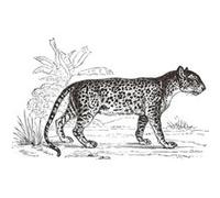 Atmosphera Créateur d'intérieur - Sticker Plat Mural "Léopard" 78x125cm Noir & Blanc G