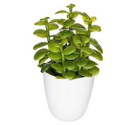 Atmosphera - Plante succulente et Cactus H18 - Modèle 2
