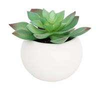 Atmosphera - Plante grasse en Pot H13 -