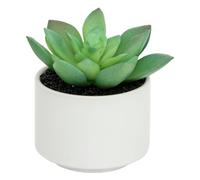 Atmosphera - Plante grasse en Pot H13 -