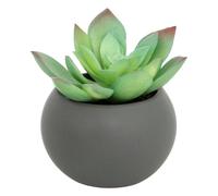 Atmosphera - Plante grasse en Pot H13 - Modèle g/Gris