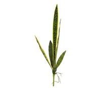 Atmosphera - Tige de sansevieria nippo h.80cm Vert