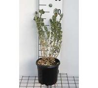 Atriplex halimus - Arroche des jardins 30- 40 cm Conteneur