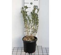 Atriplex halimus - Arroche Halime 30-40 cm en pot