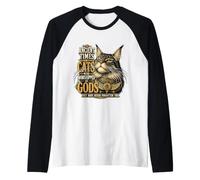 Attitude du Chat Antique du Maine Manche Raglan